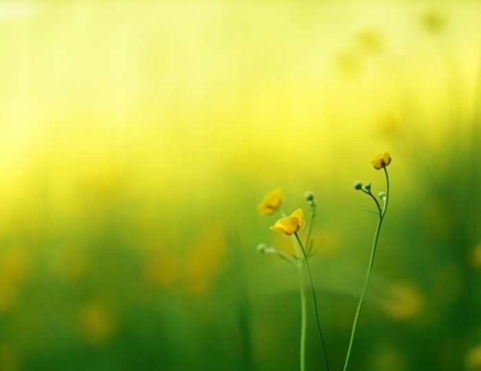 Программа «Восстановление после бронхолегочных заболеваний» - Санаторий «Виктория» Кисловодск